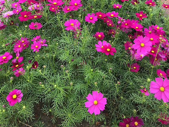 江阴鲜花|露台绿化